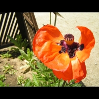 Papaver orientale (fam Papaveracees) (Caucase) (02)